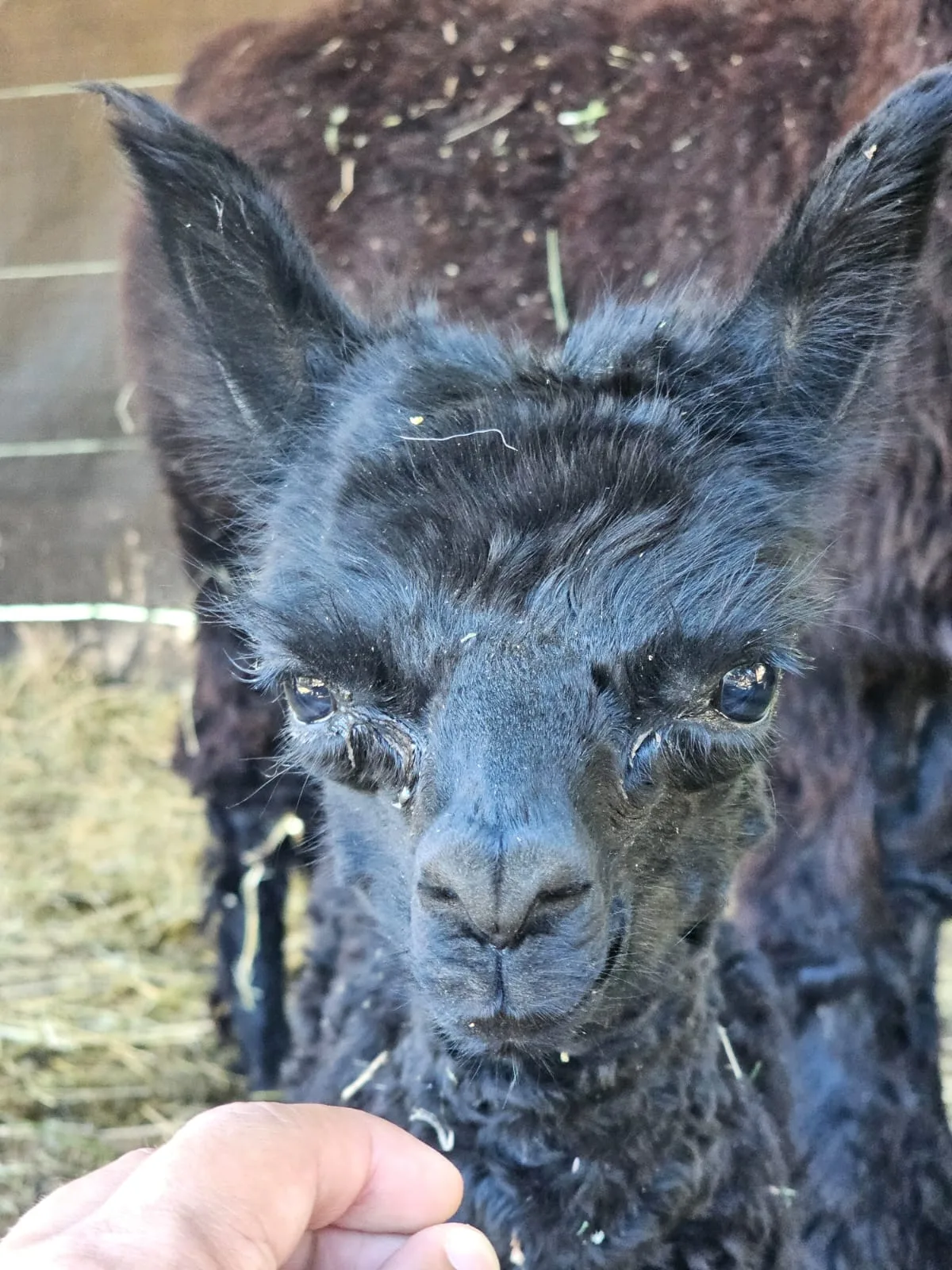 A close portrait of a young dark alpaca