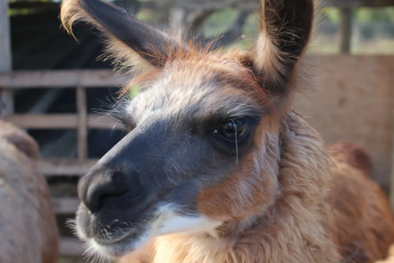 One of the estate's alpacas, close up