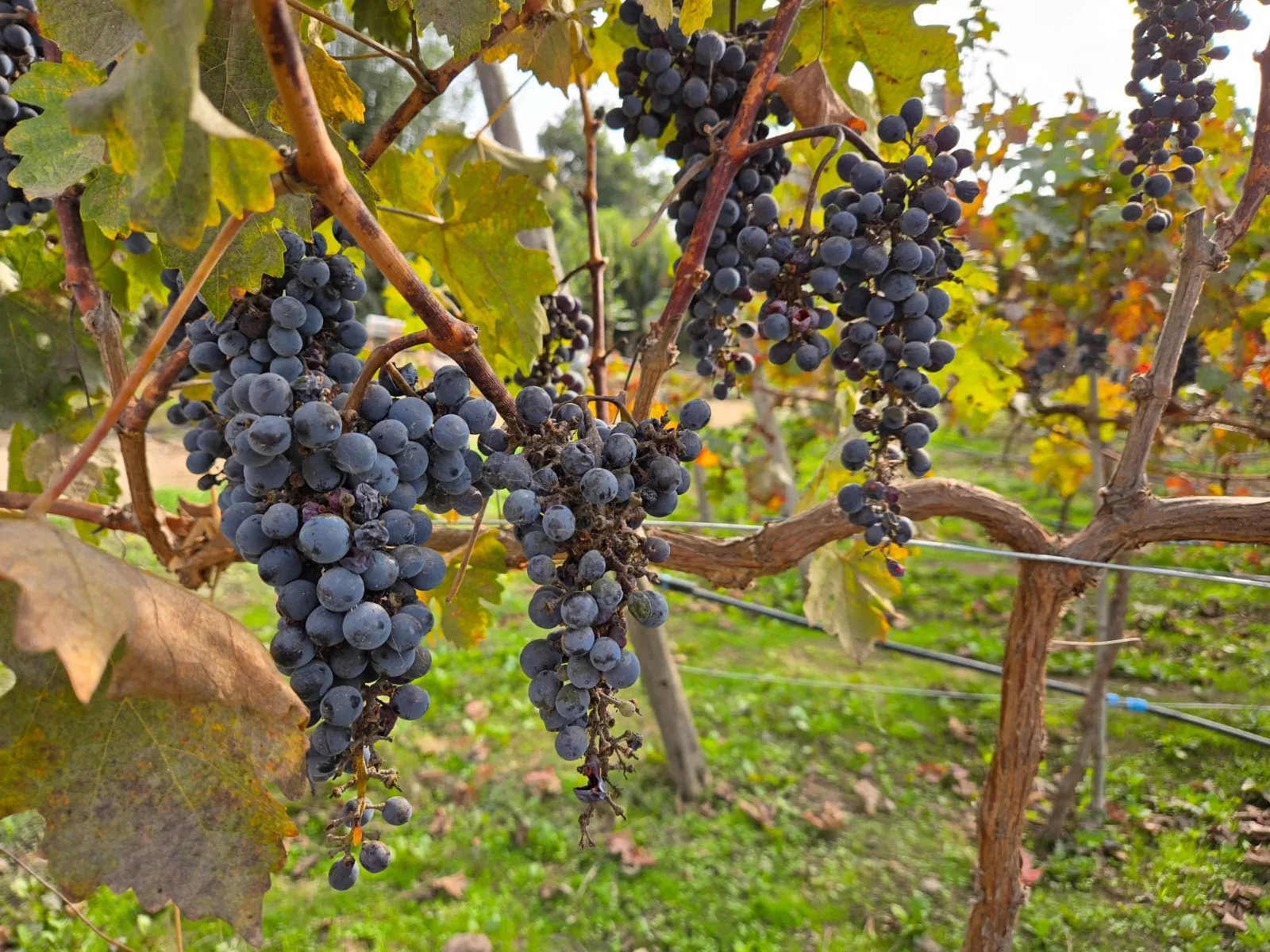 Wine grapes ripening on the vine at the estate