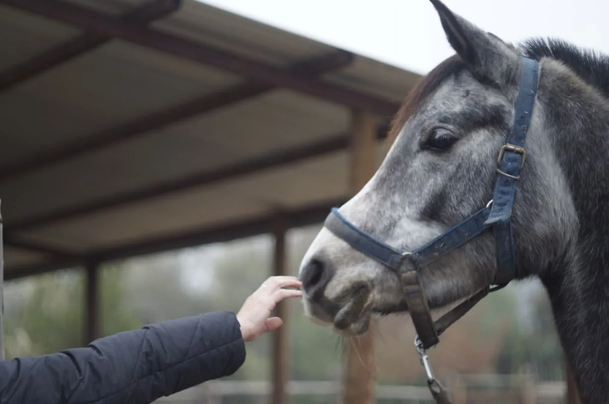 A guest's hand reaching to feed one of the estate's horses
